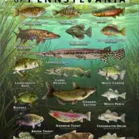 Poster design featuring various species of sportfish native to Pennsylvania