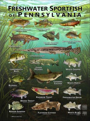 Poster design featuring various species of sportfish native to Pennsylvania