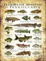 Freshwater Sportfish of Pennsylvania Poster - Image 3