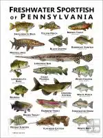 Freshwater Sportfish of Pennsylvania Poster - Image 2