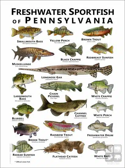 Freshwater Sportfish of Pennsylvania Poster - Image 2