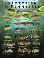 Poster design featuring various species of sportfish found in Tennessee