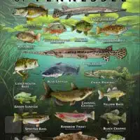 Poster design featuring various species of sportfish found in Tennessee