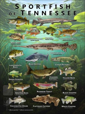 Poster design featuring various species of sportfish found in Tennessee