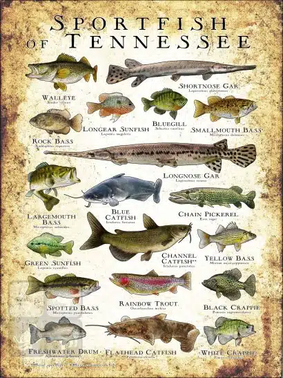 Sportfish of Tennessee Poster Print - Image 3