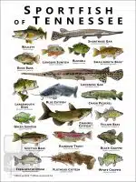 Sportfish of Tennessee Poster Print - Image 2