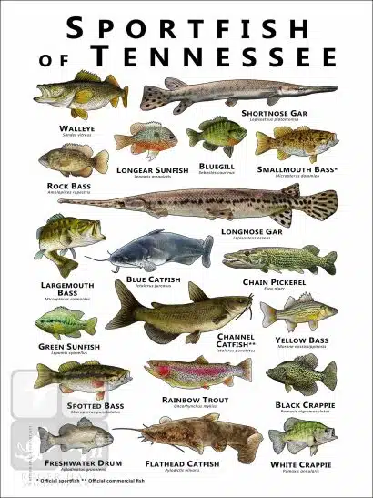 Sportfish of Tennessee Poster Print - Image 2