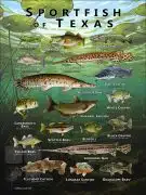 Poster design featuring various species of sportfish found in Texas