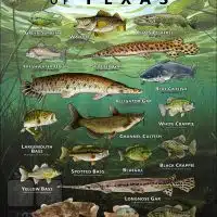 Poster design featuring various species of sportfish found in Texas