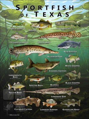 Poster design featuring various species of sportfish found in Texas