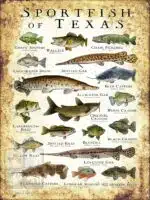 Sportfish of Texas Poster Print - Image 3