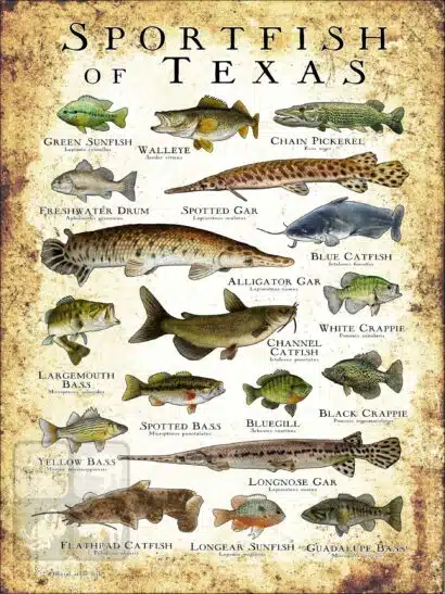 Sportfish of Texas Poster Print - Image 3