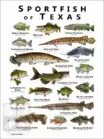 Sportfish of Texas Poster Print - Image 2