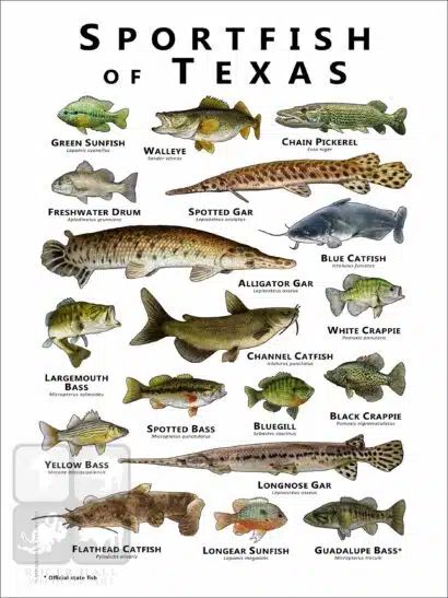 Sportfish of Texas Poster Print - Image 2