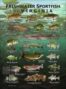 Poster design featuring various species of sportfish native to Virginia