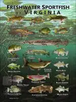 Poster design featuring various species of sportfish native to Virginia
