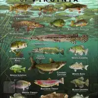 Poster design featuring various species of sportfish native to Virginia