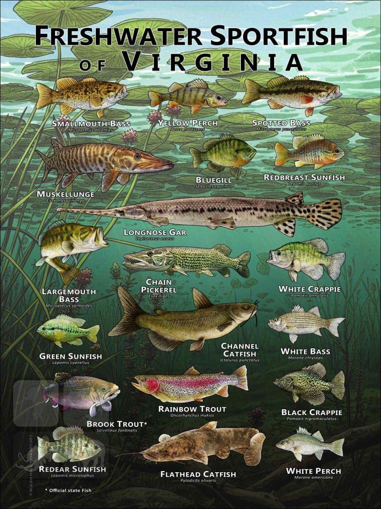 Freshwater Sportfish of Virginia Poster Print