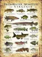 Freshwater Sportfish of Virginia Poster Print - Image 3