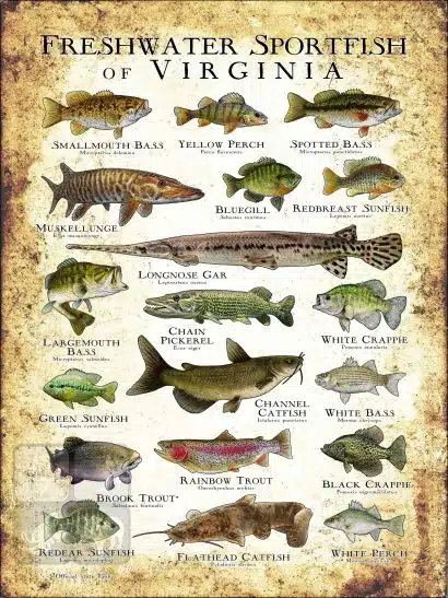 Freshwater Sportfish of Virginia Poster Print - Image 3