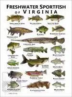 Freshwater Sportfish of Virginia Poster Print - Image 2