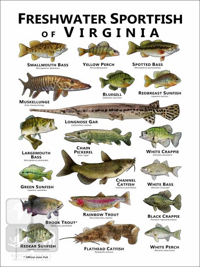 Freshwater Sportfish of Virginia Poster Print - Image 2