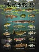 Poster design featuring various species of sportfish found in West Virginia