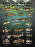 Poster design featuring various species of sportfish found in West Virginia