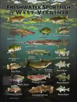 Poster design featuring various species of sportfish found in West Virginia
