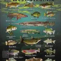 Poster design featuring various species of sportfish found in West Virginia