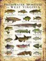 Freshwater Sportfish of West Virginia Poster - Image 3