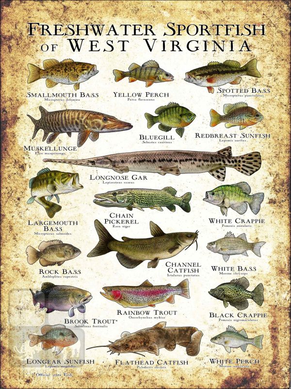 Freshwater Sportfish of West Virginia Poster Print - Image 3
