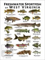 Freshwater Sportfish of West Virginia Poster Print - Image 2