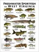 Freshwater Sportfish of West Virginia Poster - Image 2