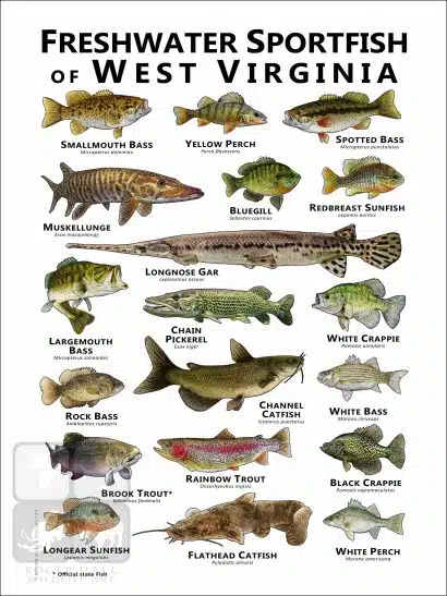 Freshwater Sportfish of West Virginia Poster - Image 2