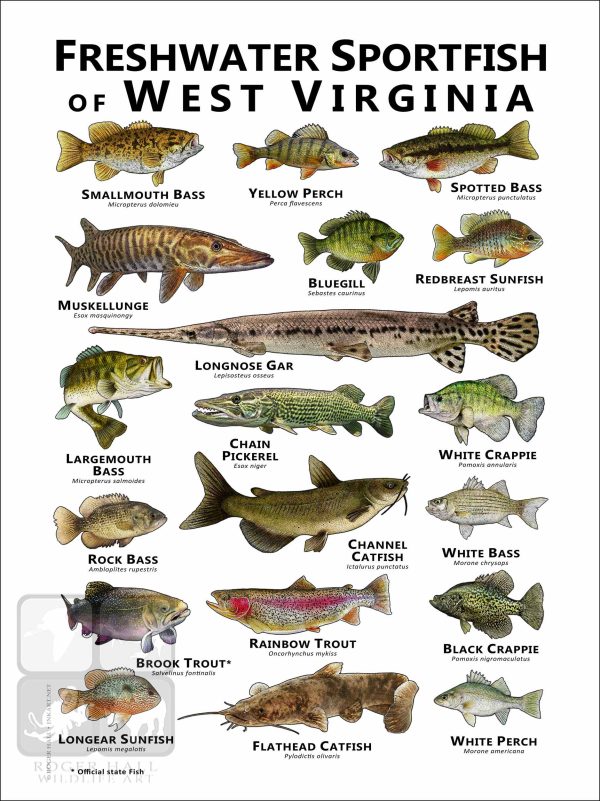 Freshwater Sportfish of West Virginia Poster Print - Image 2