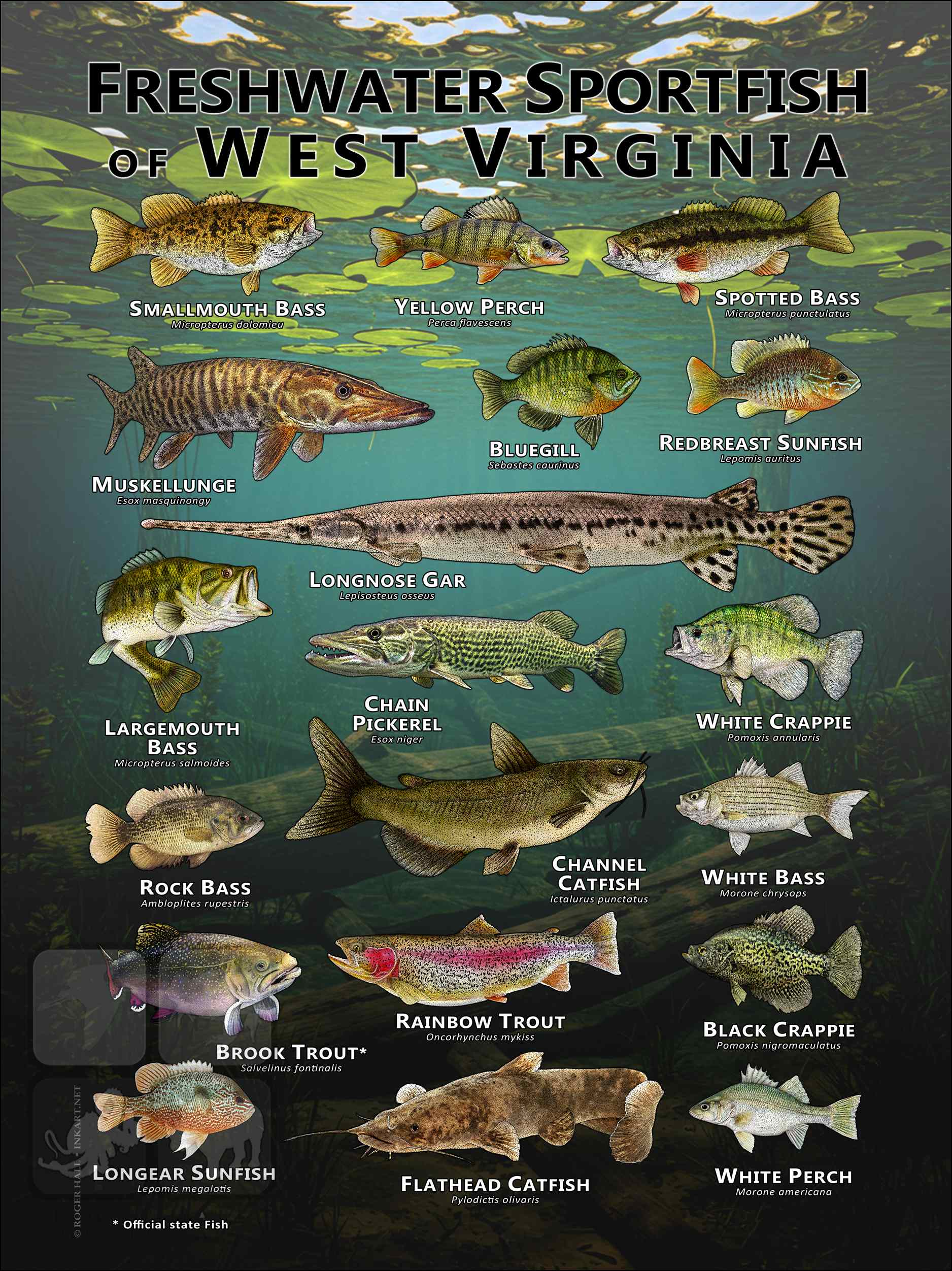 Sportfish of West Virginia Poster design featuring various species of sportfish found in West Virginia