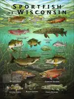 Poster design featuring various species of sportfish native to Wisconsin