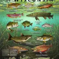 Poster design featuring various species of sportfish native to Wisconsin