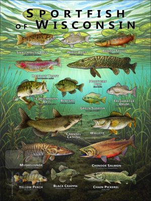 Poster design featuring various species of sportfish native to Wisconsin