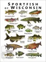 Sportfish of Wisconsin Poster Print - Image 2