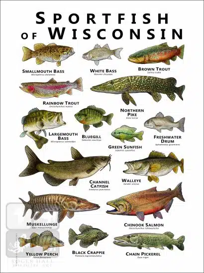 Sportfish of Wisconsin Poster Print - Image 2