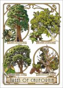 Poster design featuring types of tree species native to California