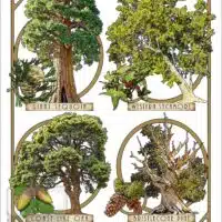 Poster design featuring types of tree species native to California