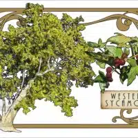 Illustration of a Western Sycamore Tree in an art nouveau style