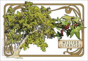 Illustration of a Western Sycamore Tree in an art nouveau style