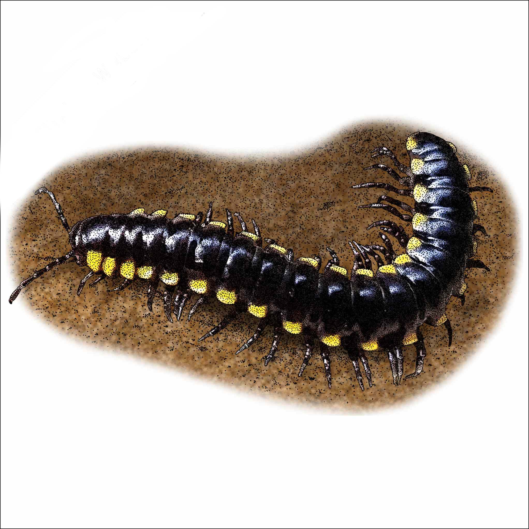Yellow-Spotted-Millipede Yellow-Spotted-Millipede illustration