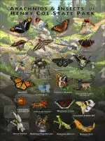 Arachnids & Insects of Henry Coe State Park poster