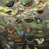 Arachnids & Insects of Henry Coe State Park poster