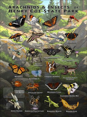Arachnids & Insects of Henry Coe State Park poster